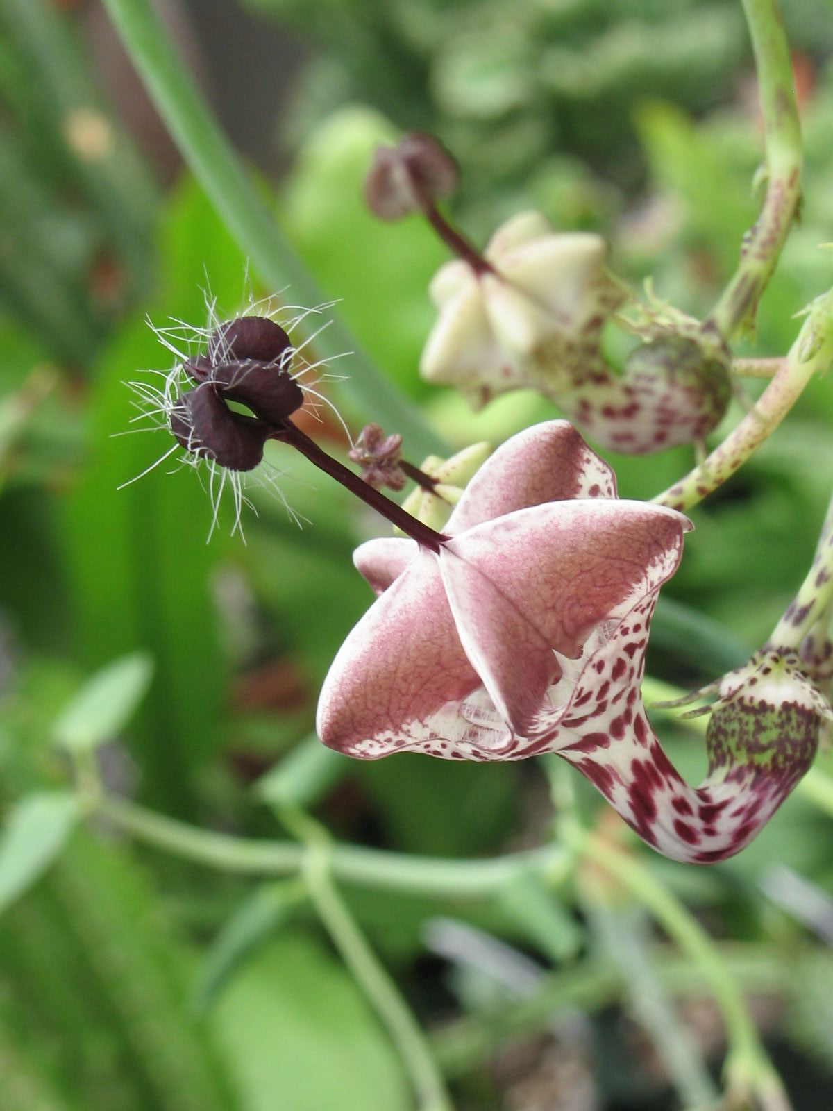 Lantern Flower